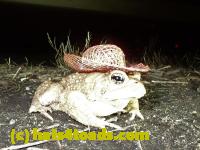 /home//u458753944/public_html/sourcegallery//Roxborough Toad Detour/2020/2020-03-20/P3200386.JPG